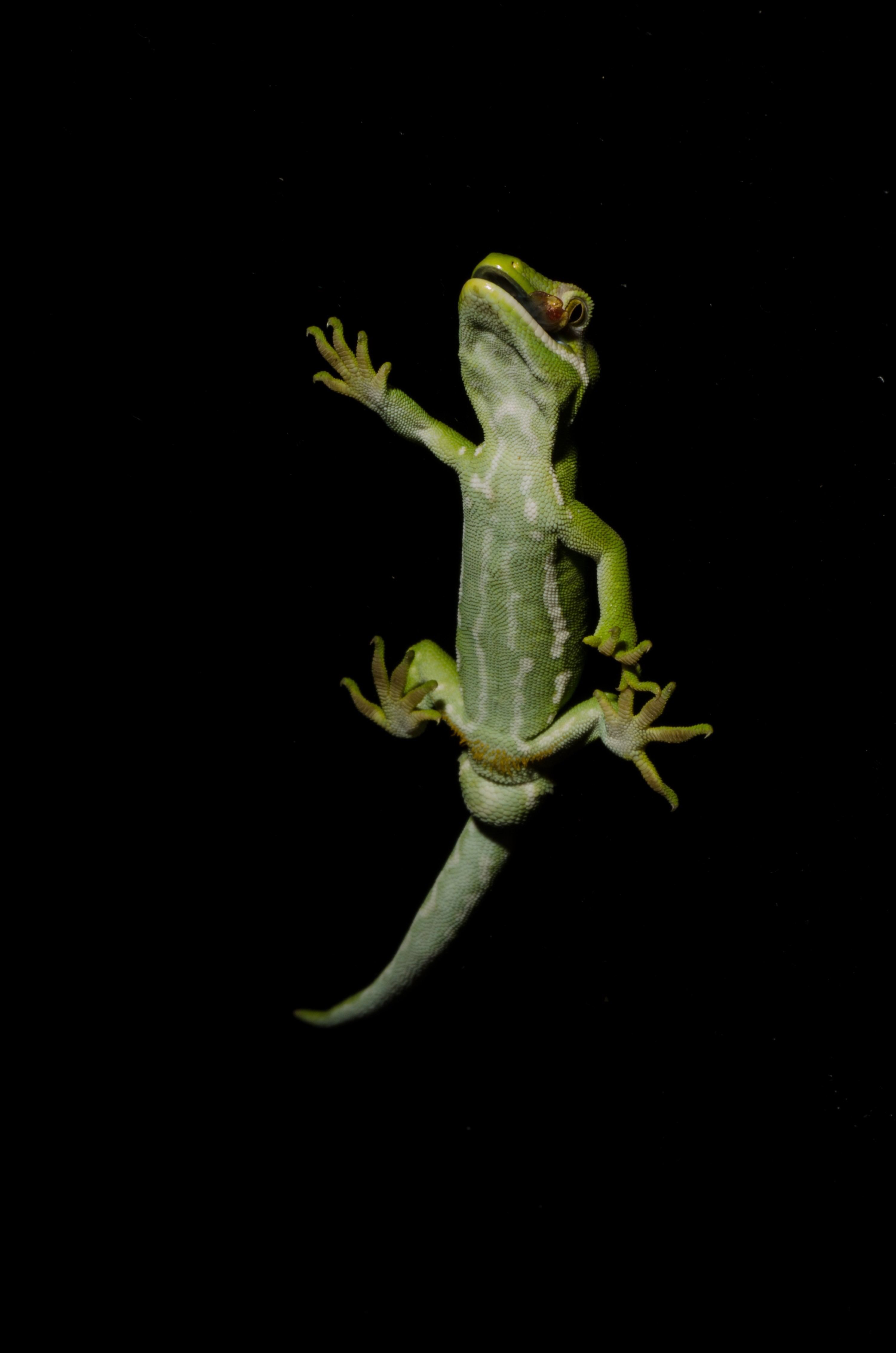 DSC_5441 – Auckland, green, gecko, Naultinus, elegans, elegans, home, lizard, Crispin, reptiles, amphibians, rare, cold, blood, new, new zealand, zealand, nz